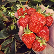 Transfer From Cameron Highlands to National Park (Taman Negara) 